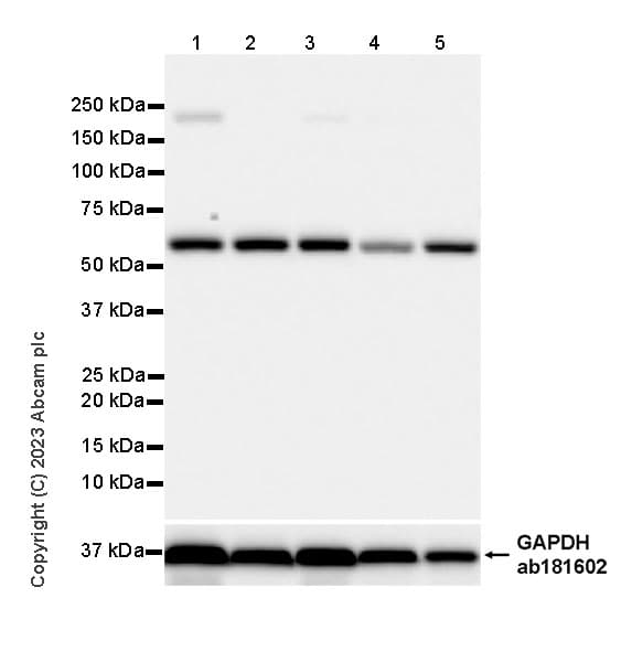 Anti-BTN3A1 antibody [EPR28070-15](AB315804)