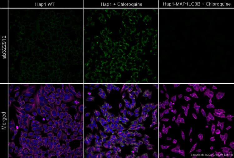 Goat Anti-Chicken IgY H&L (Alexa Fluor® 488) preadsorbed(AB150173)