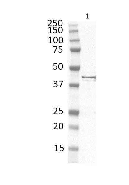Anti-F-actin antibody [NH3](AB205)
