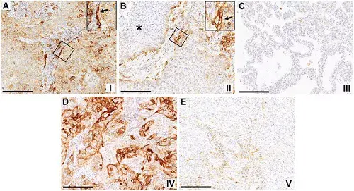 Anti-PD-L1 antibody [73-10] - BSA and Azide free(AB226766)