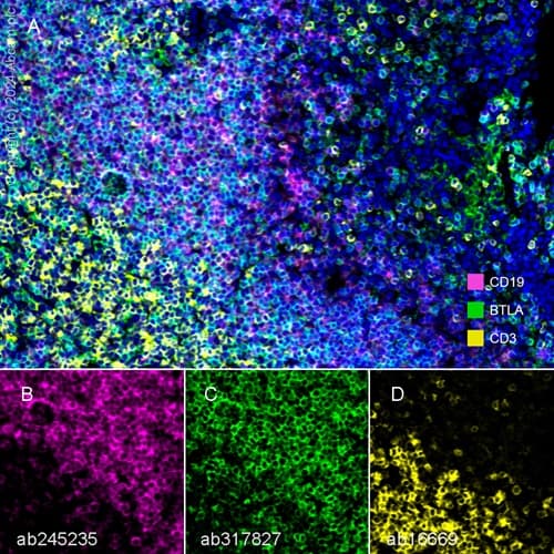 Anti-CD19 antibody [EPR23174-145](AB245235)