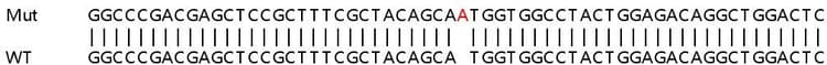 Human Atp5e Knockout Hela Cell Line Ab265717  Sanger Sequencing Img410558