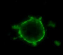 Anti-CD90 / Thy1 antibody [MRC OX-7] - Hematopoietic Stem Cell Marker(AB225)