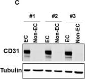 Anti-CD31 antibody(AB124432)