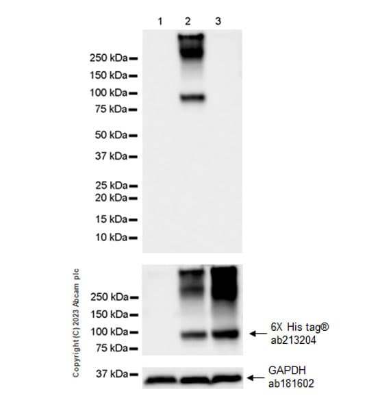 Anti-VSV-G tag antibody [EPR28362-204](AB309106)