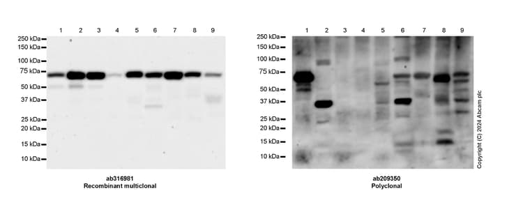 Anti-PPAR gamma antibody [RM1091](AB316981)