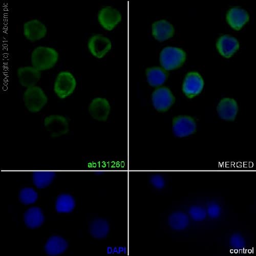 Anti-Neutrophil Elastase antibody [EPR7479](AB131260)