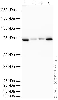 Hrp Hsp70 Antibody Epr16892 Ab205485  Western Blot Img94530