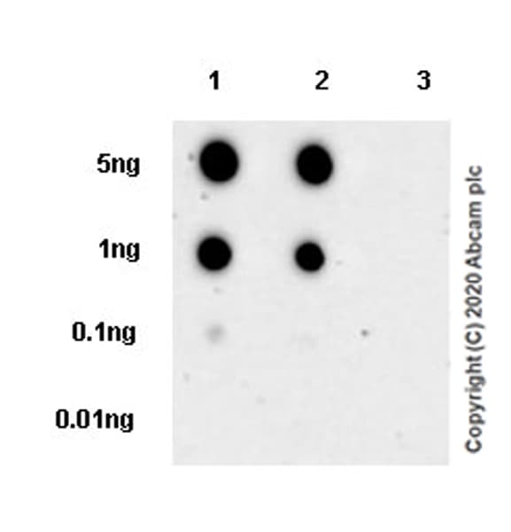 Anti-Histone H3.3 (mutated K36M) antibody [EPR23526-89] - BSA and Azide free(AB277487)