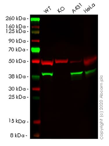 Human NSDHL knockout HEK-293T cell lysate(AB258082)