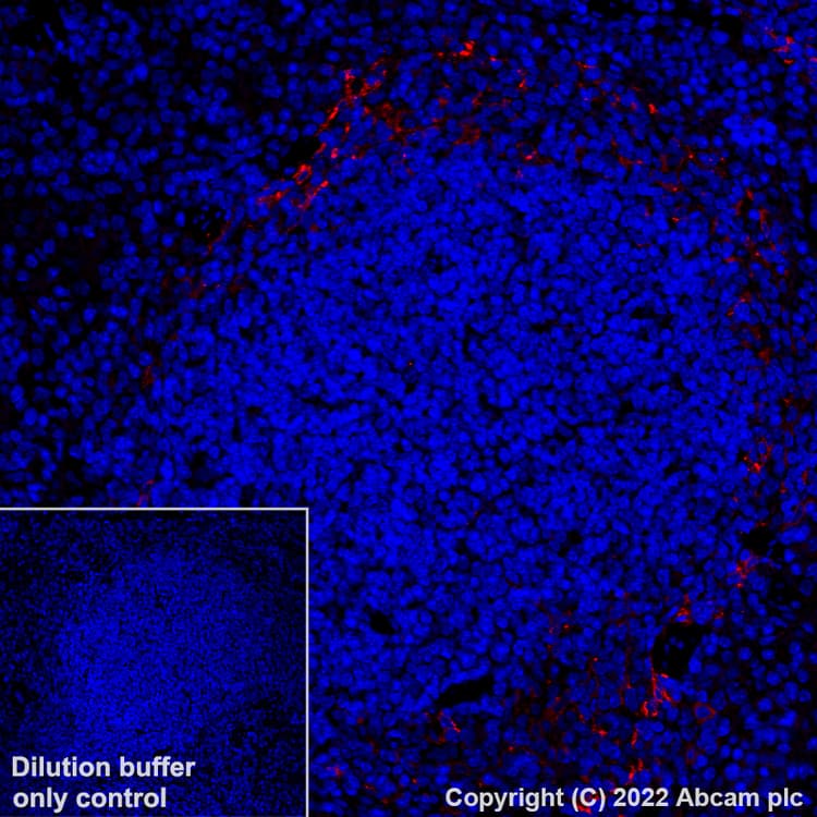 Alexa Fluor® 647 Anti-MARCO antibody [EPR22944-64](ab307530)