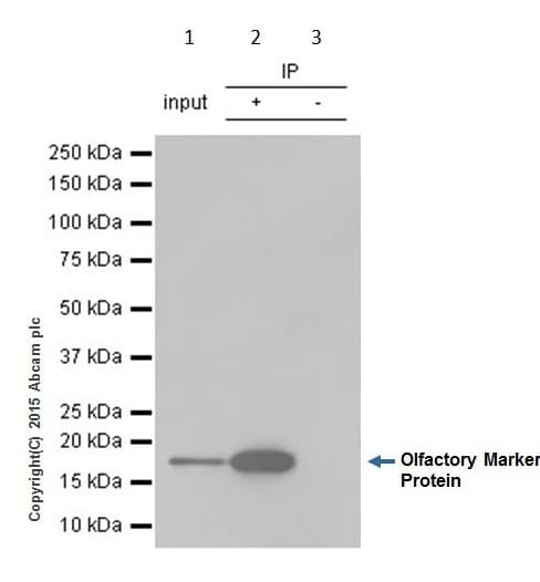 Olfactory Marker Protein Omp Antibody Epr19190 Bsa And Azide Free Ab250712  Immunoprecipitation Img11140