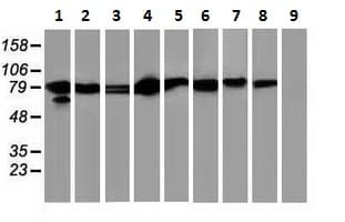 Anti-STAT5 antibody [9F7](AB230670)