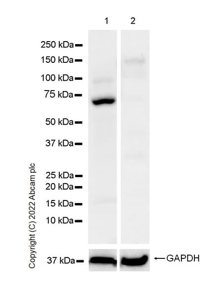 Anti-GATA1 antibody [EPR26488-109](AB300613)