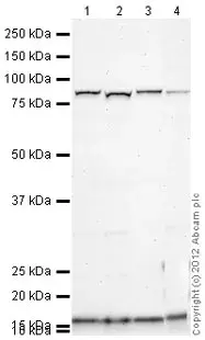 Anti-Muscarinic Acetylcholine Receptor M3/CHRM3 antibody(AB87199)