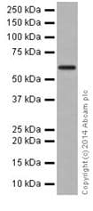 Anti-U2AF65 antibody [EPR17046] - BSA and Azide free(AB251237)