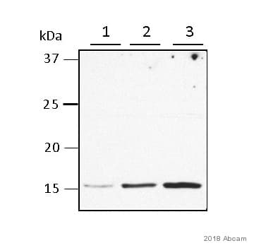 Cox Iv Antibody Mabcam33985 Mitochondrial Marker Ab33985  Western Blot Img50226