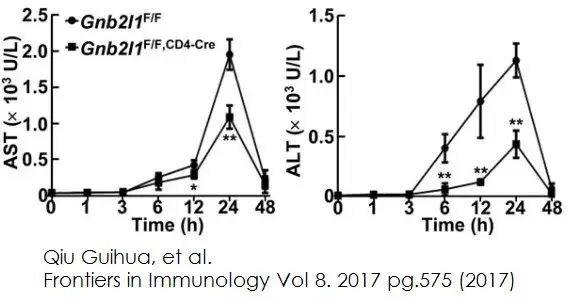 Alanine Transaminase Activity Assay Kit (Colorimetric/Fluorometric)(AB105134)