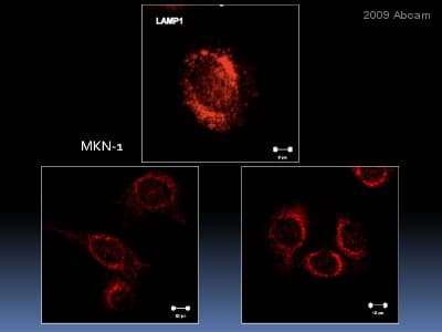 Anti-LAMP1 antibody [H4A3](ab25630)