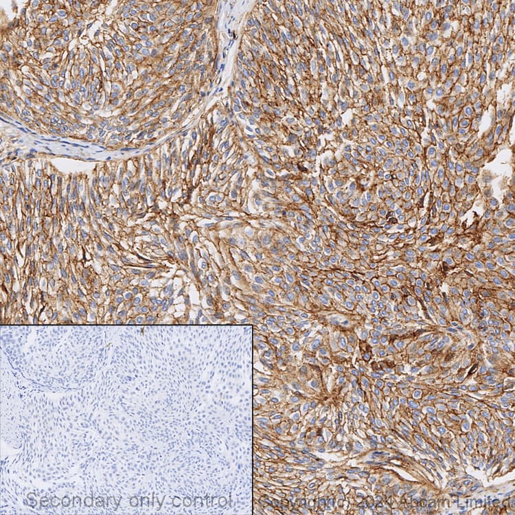 Anti-CD9 antibody [EPR23105-121](AB236630)