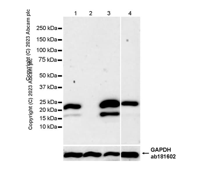 Anti-TMS1/ASC antibody [RM1049](AB309497)