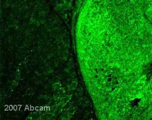 Gfp Antibody Ab13970 Immunocytochemistry Immunofluorescence Img118092