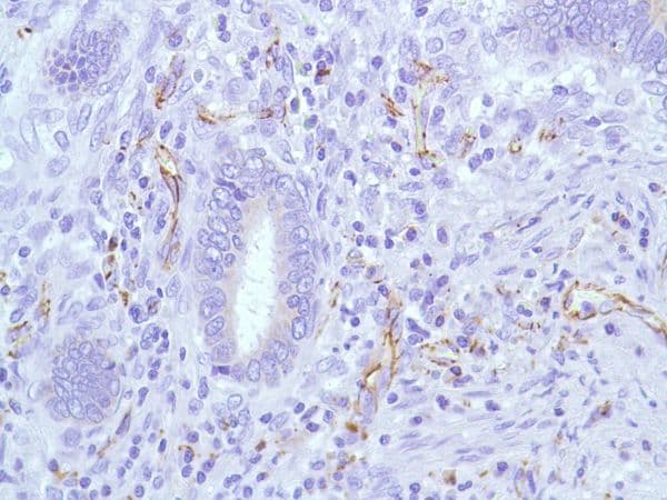 Anti-CD31 antibody [SP38](AB231436)