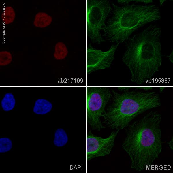 Alexa Fluor® 647 Anti-METTL3 antibody [EPR18810](AB217109)