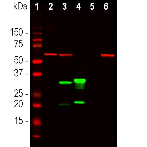 Anti-mCherry antibody [1C51](AB125096)