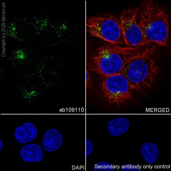 Anti-EEA1 antibody [EPR4245] - Early Endosome Marker(AB109110)