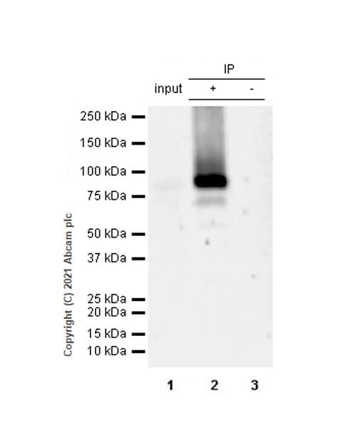 Anti-STAT4 antibody [EPR25128-48](AB284408)