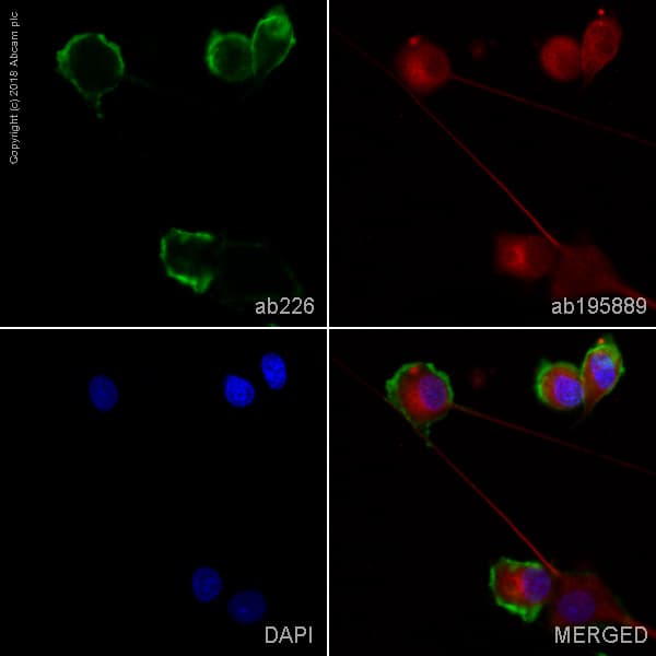 FITC Anti-CD90 / Thy1 antibody [MRC OX-7](AB226)