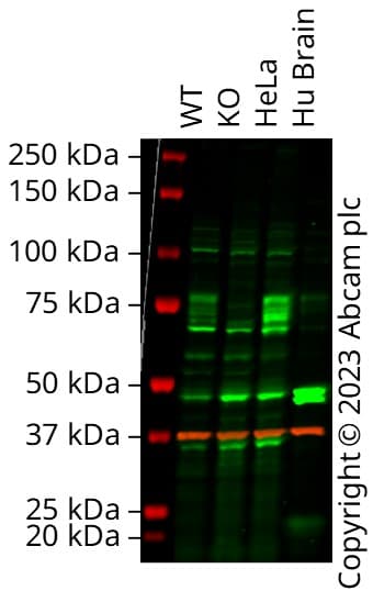 Anti-FMRP antibody(AB17722)