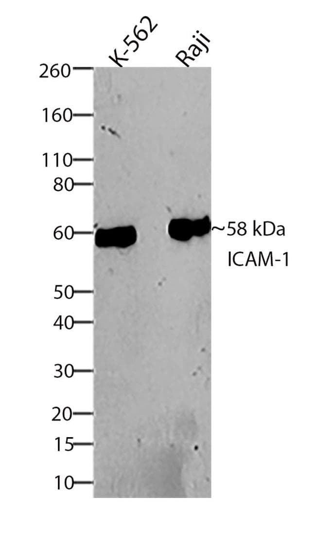 Anti-ICAM1 antibody [RP23040065](AB307993)