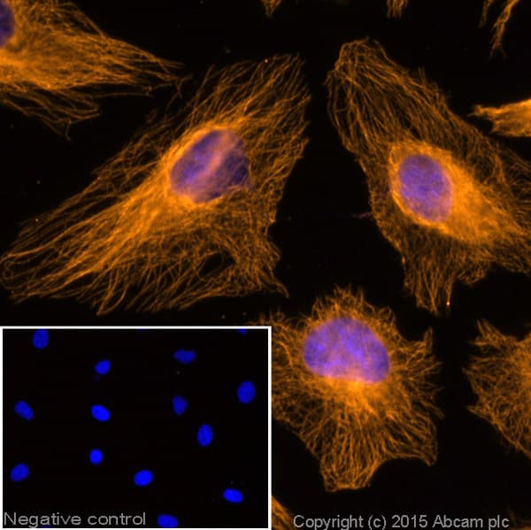 Goat Anti-Mouse IgG H&L (Alexa Fluor® 594)(AB150116)