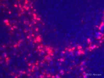 Anti-Ly6c antibody [ER-MP20](AB54223)