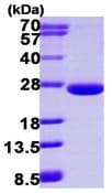 Ab113590  Sds Page Img48236