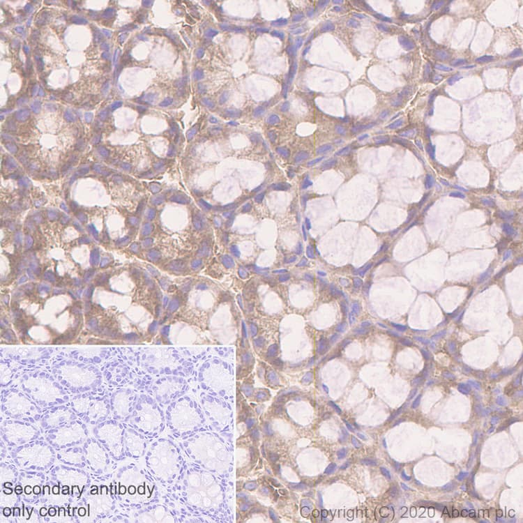 Anti-APC antibody [EP701Y](AB40778)