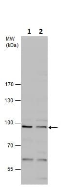 Argonaute 2 Antibody Ab226943  Western Blot Img1572