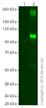 Anti-MMP9 antibody(AB38898)