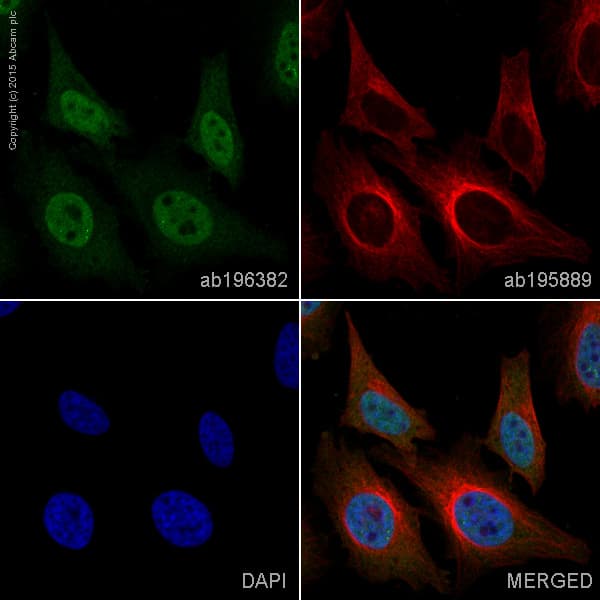 Alexa Fluor® 488 Anti-TIA1 antibody [EPR9304](AB196382)