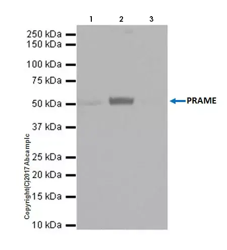 Anti-PRAME antibody [EPR20330] - BSA and Azide free(AB232571)