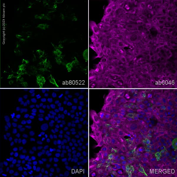 Goat Anti-Mouse IgG H&L (Alexa Fluor® 488) preadsorbed(AB150117)