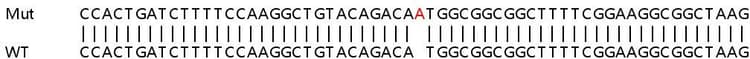 Ab263413  Sanger Sequencing Img411822
