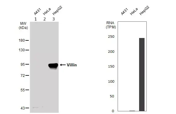 Anti-Villin antibody(AB97512)