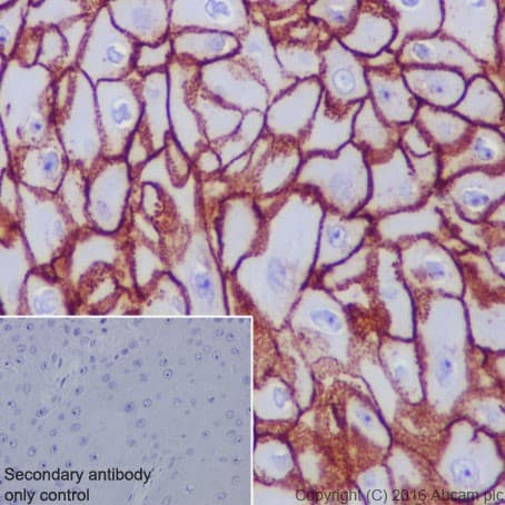 Aquaporin 3 Antibody Epr19932 Ab215853  Immunohistochemistry Formalin Pfa Fixed Paraffin Embedded Sections Img111651