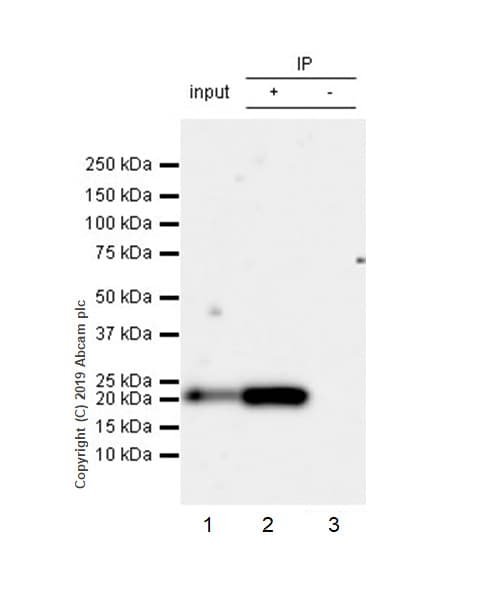 Anti-CD9 antibody [EPR23105-121](AB236630)