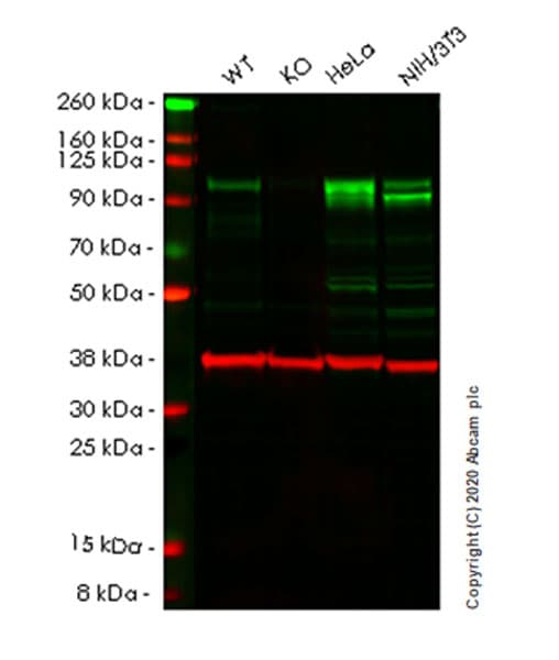 Anti-YTHDC1 antibody [EPR21821-213](AB259990)