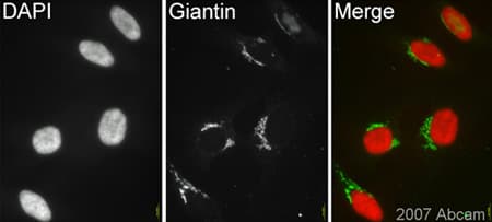 Anti-Giantin antibody [9B6] - Golgi Marker(AB37266)