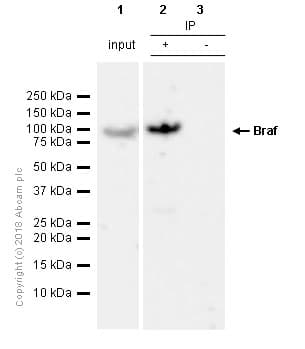 Braf Antibody Ep152y Ab33899  Immunoprecipitation Img21560
